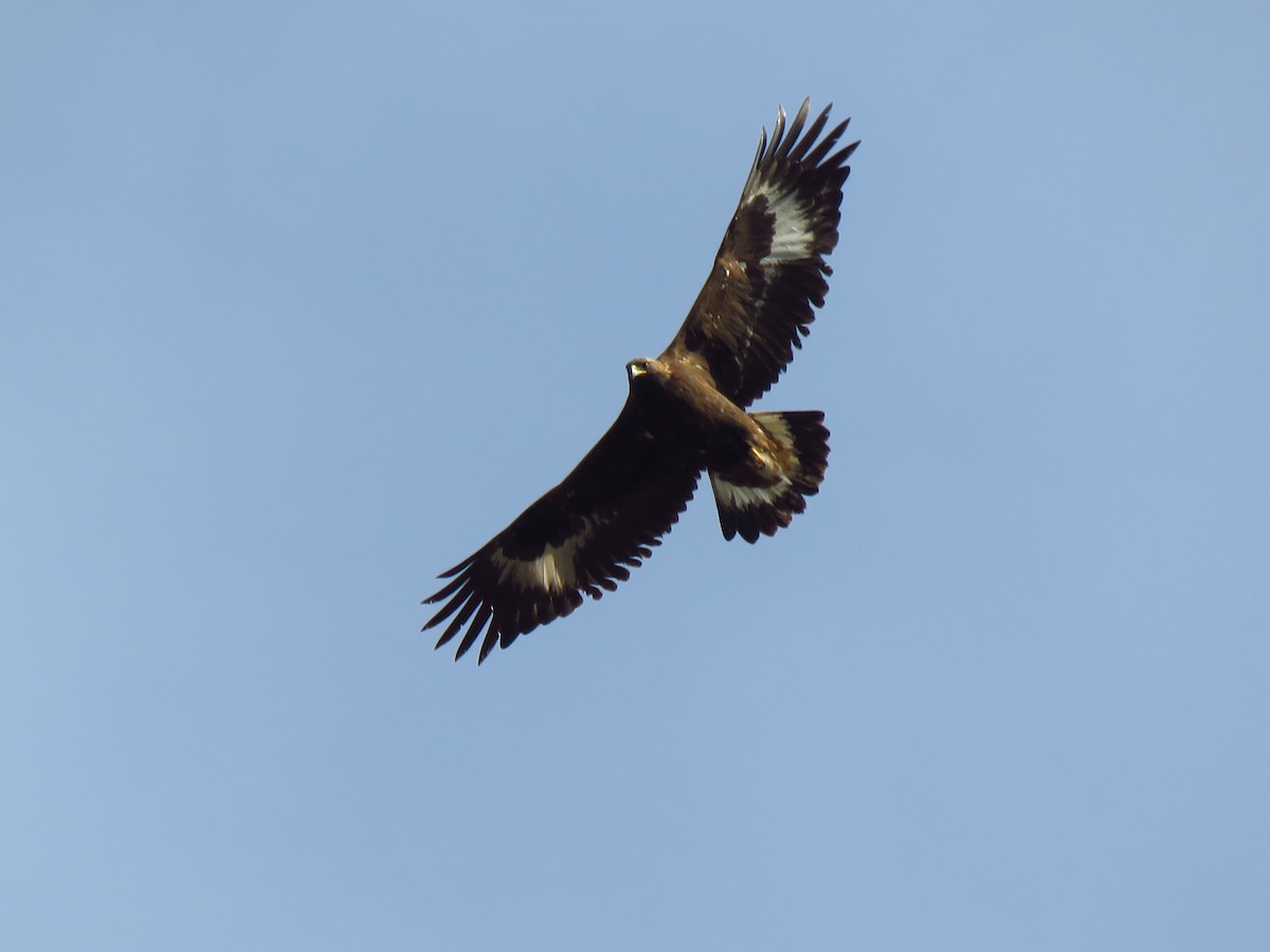 Golden Eagle - ML613043440