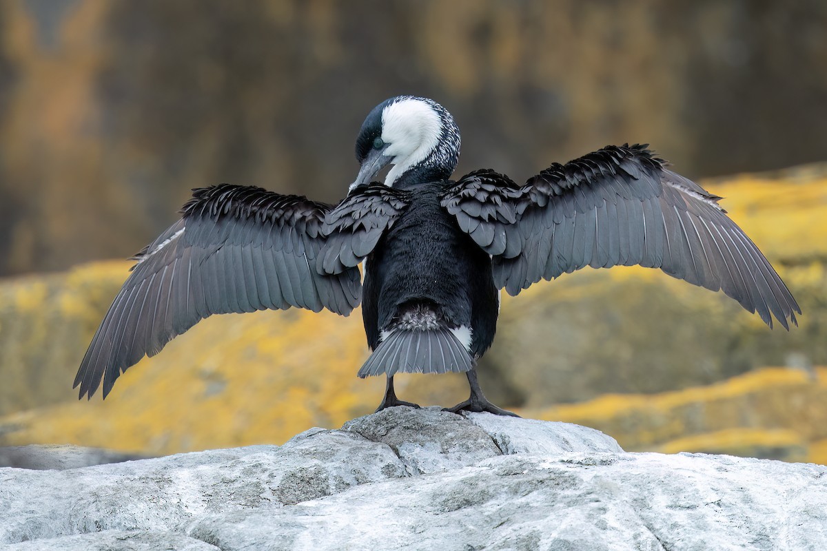 Black-faced Cormorant - ML613043442