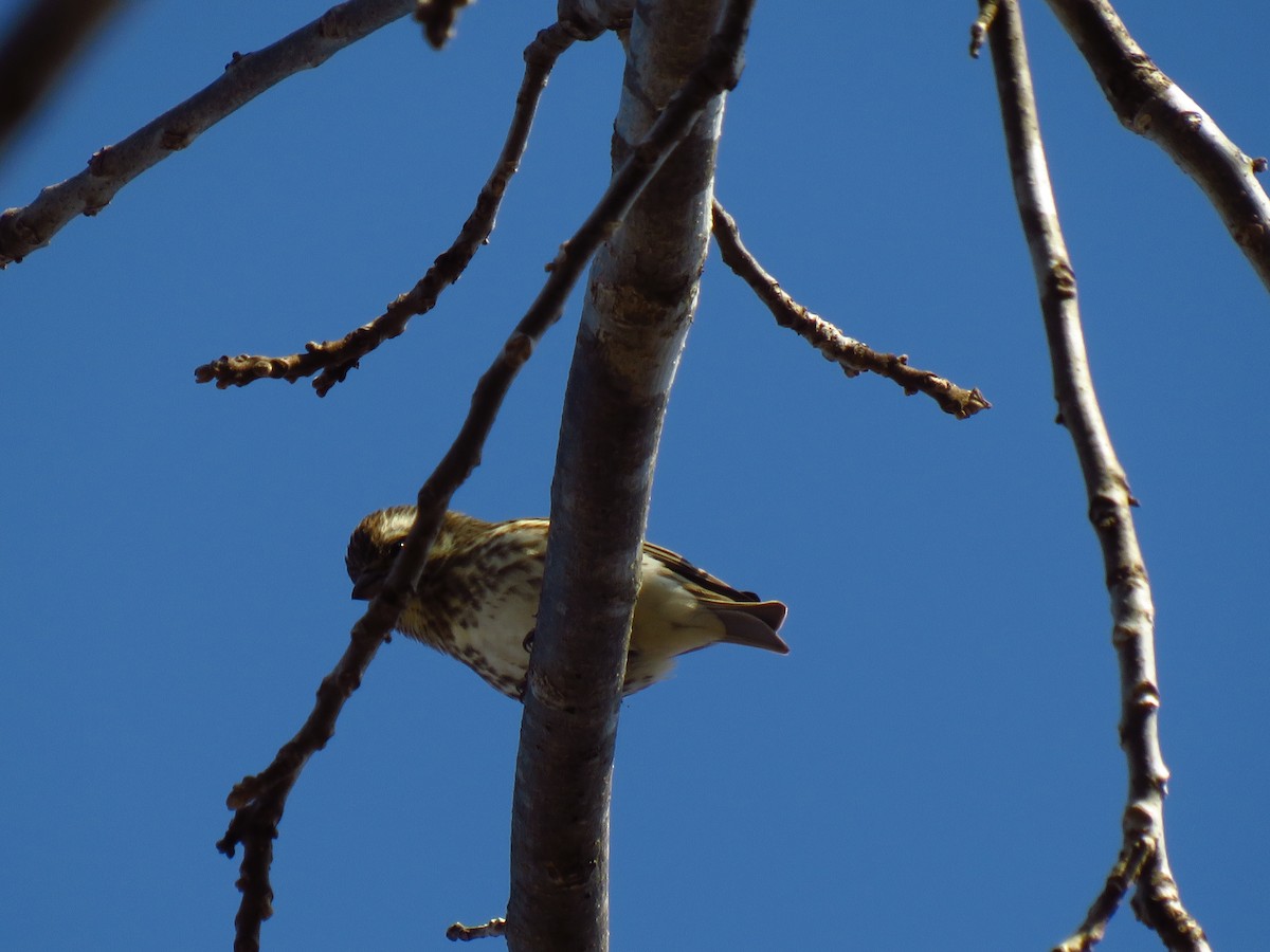 Purple Finch - ML613043475