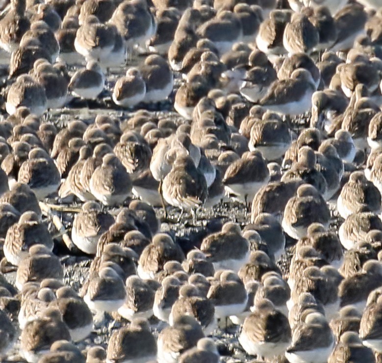 Long-billed Dowitcher - ML613043485