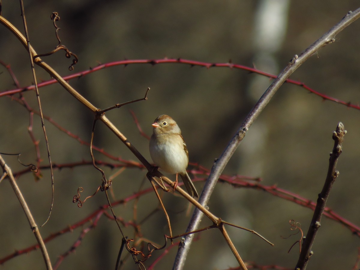 Field Sparrow - ML613043488