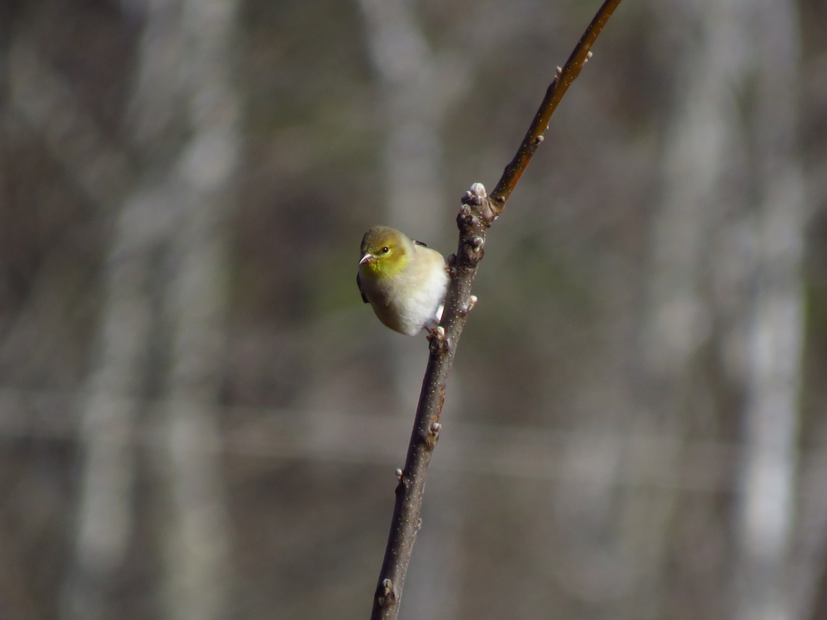 American Goldfinch - ML613043504