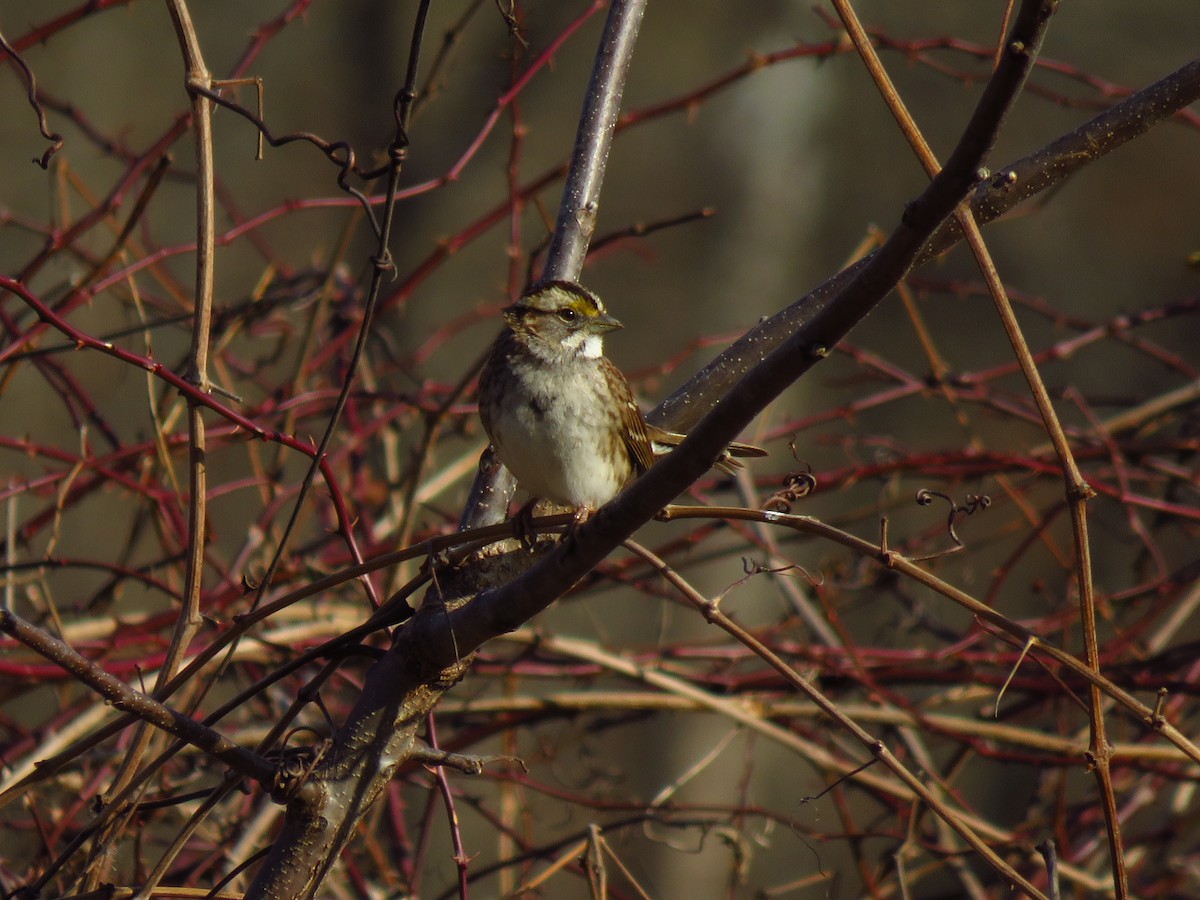 White-throated Sparrow - ML613043527