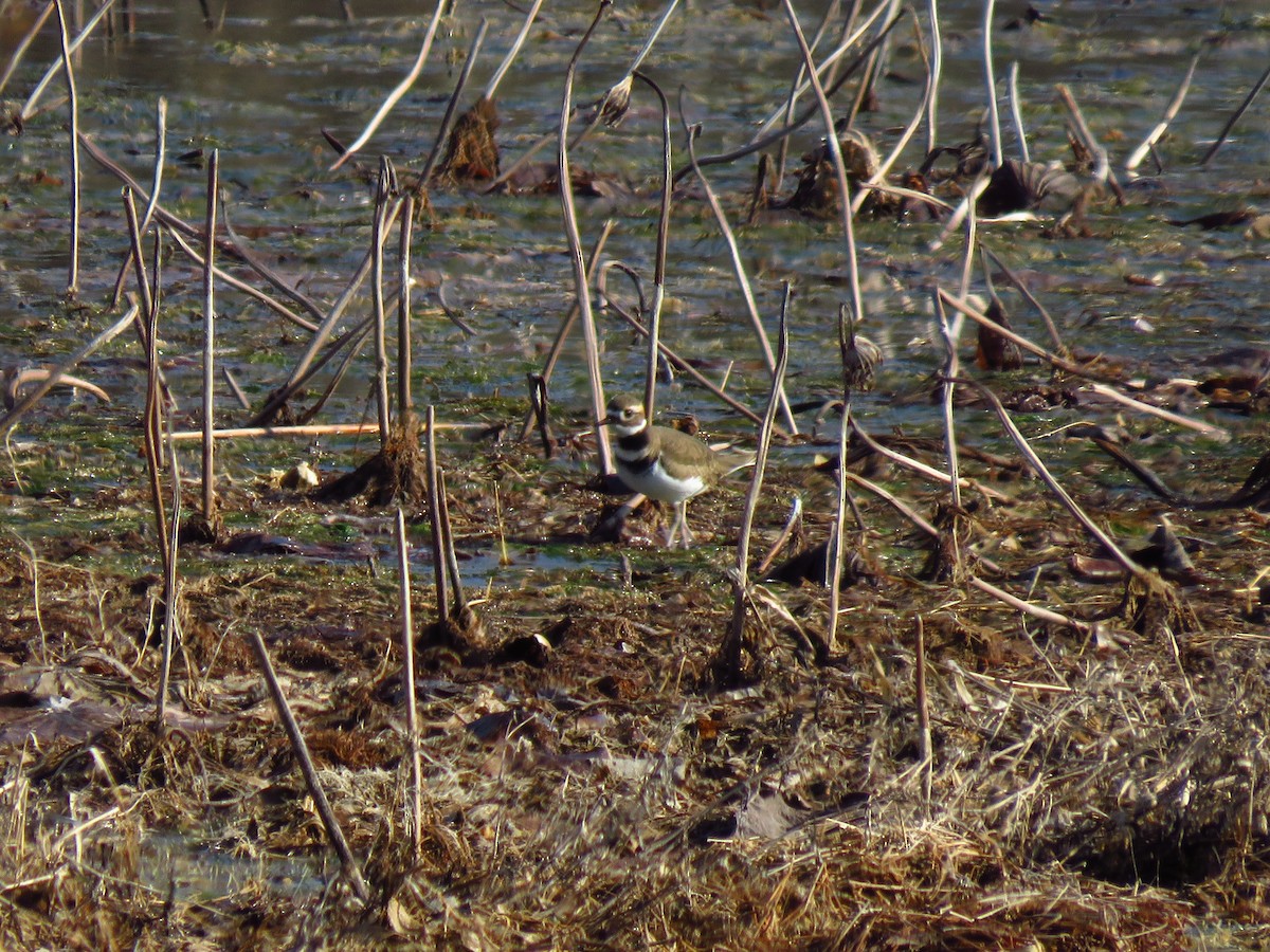 Killdeer - ML613043550