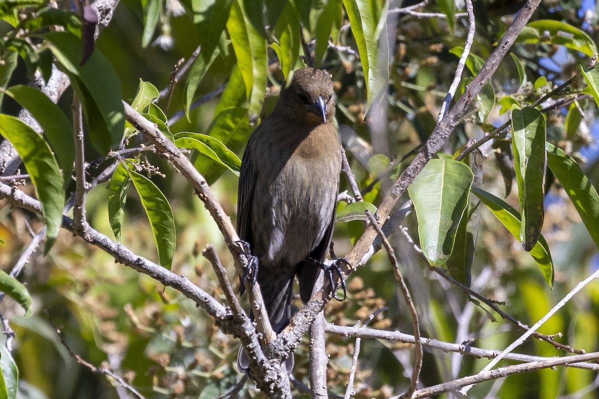 Chestnut-capped Blackbird - ML613043581