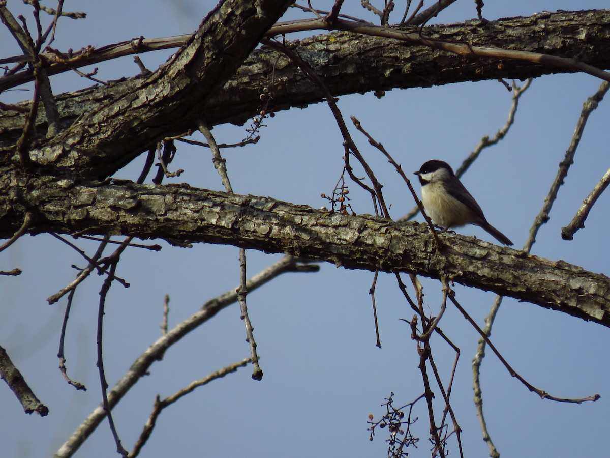 Carolina Chickadee - ML613043588