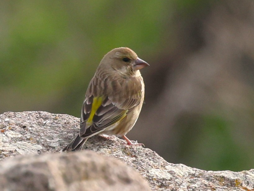 European Greenfinch - ML613043656