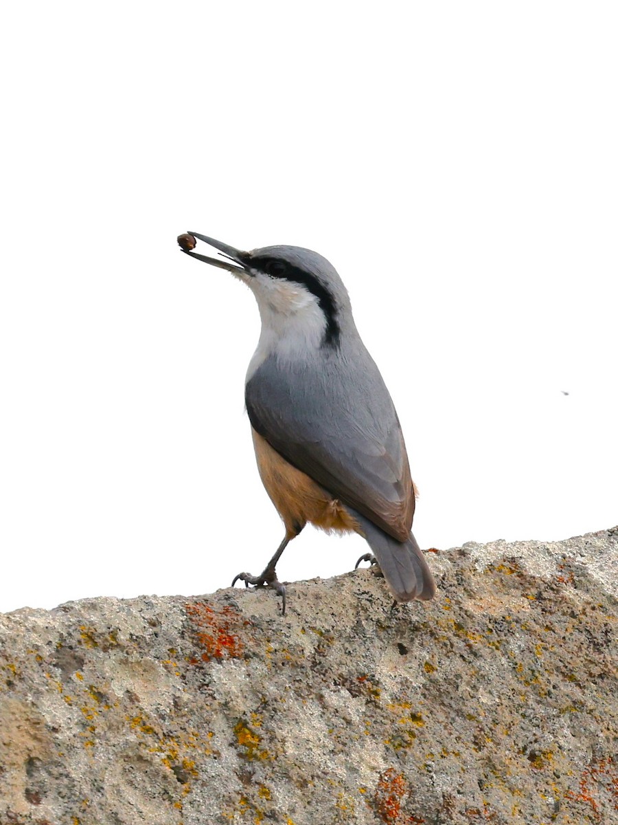 Western Rock Nuthatch - ML613043709