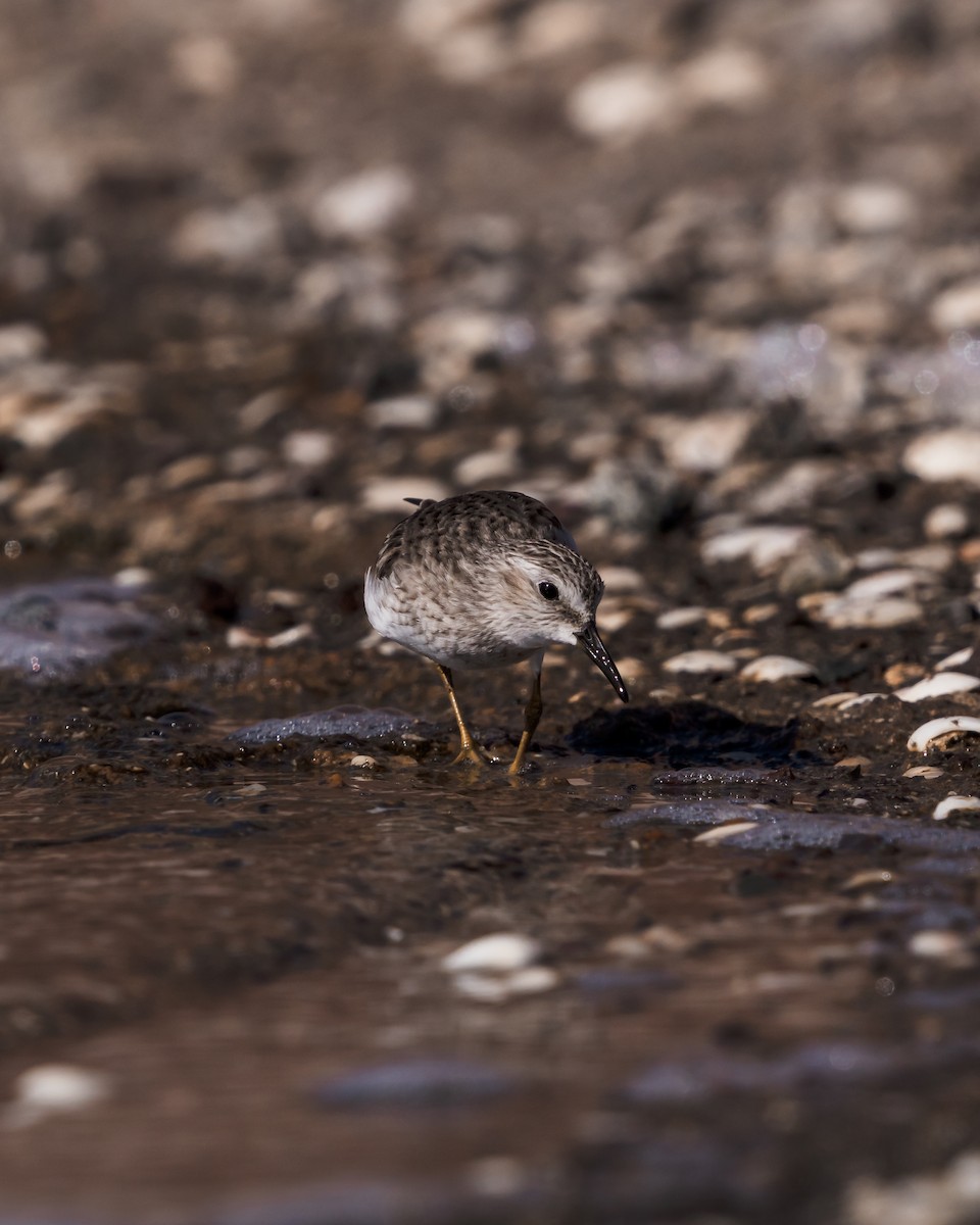 Least Sandpiper - ML613043718