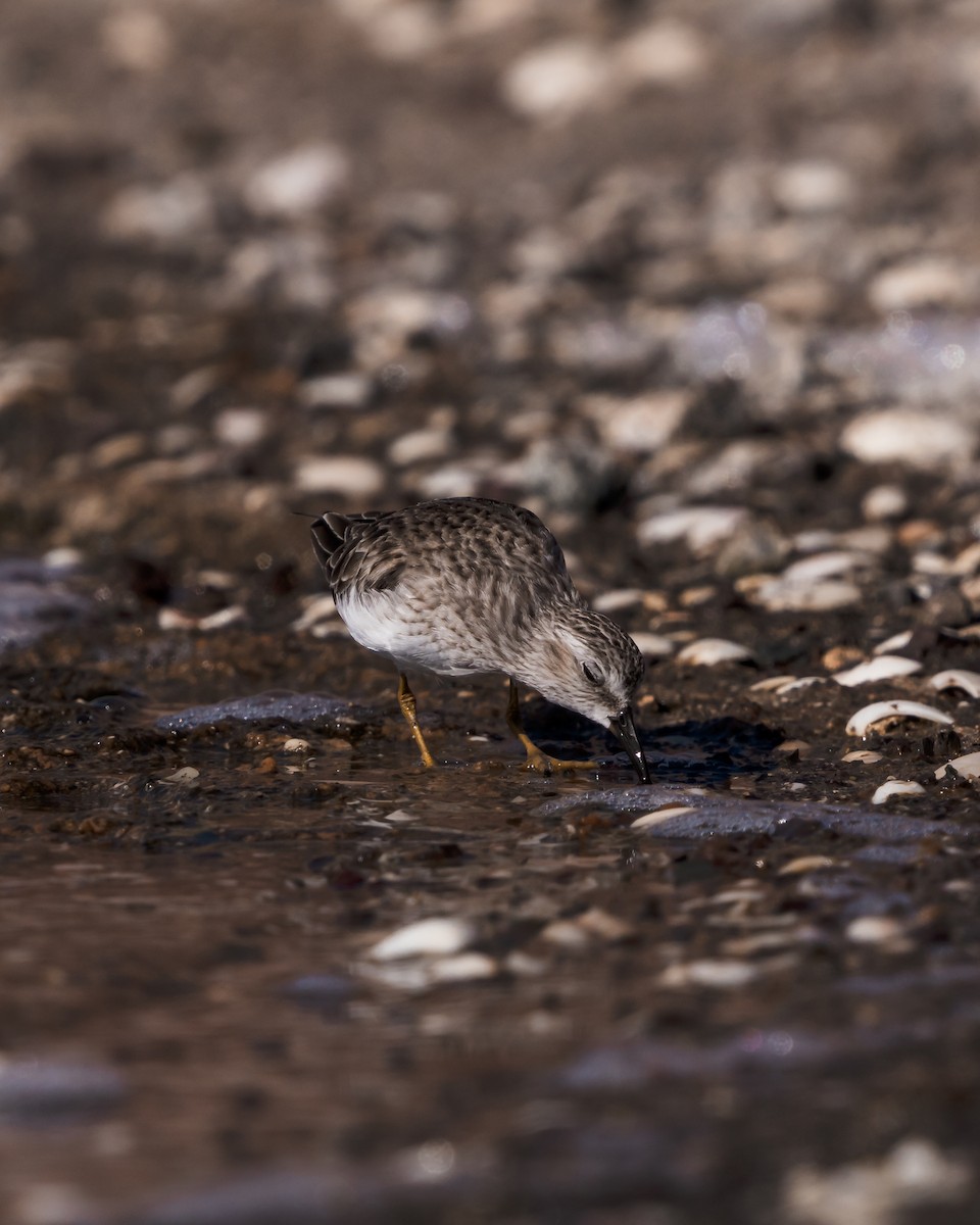 Least Sandpiper - ML613043719