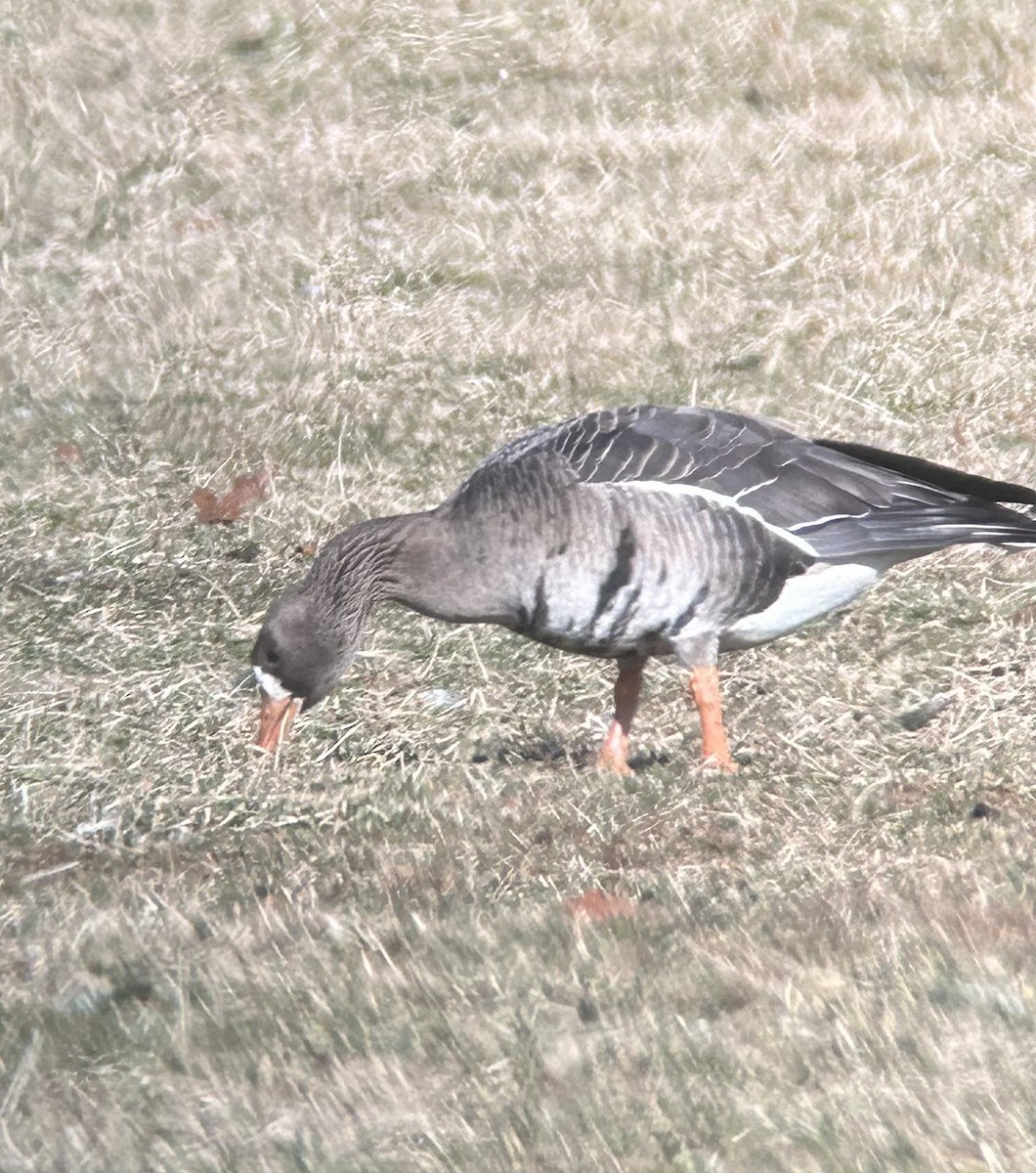 Greater White-fronted Goose - ML613043785