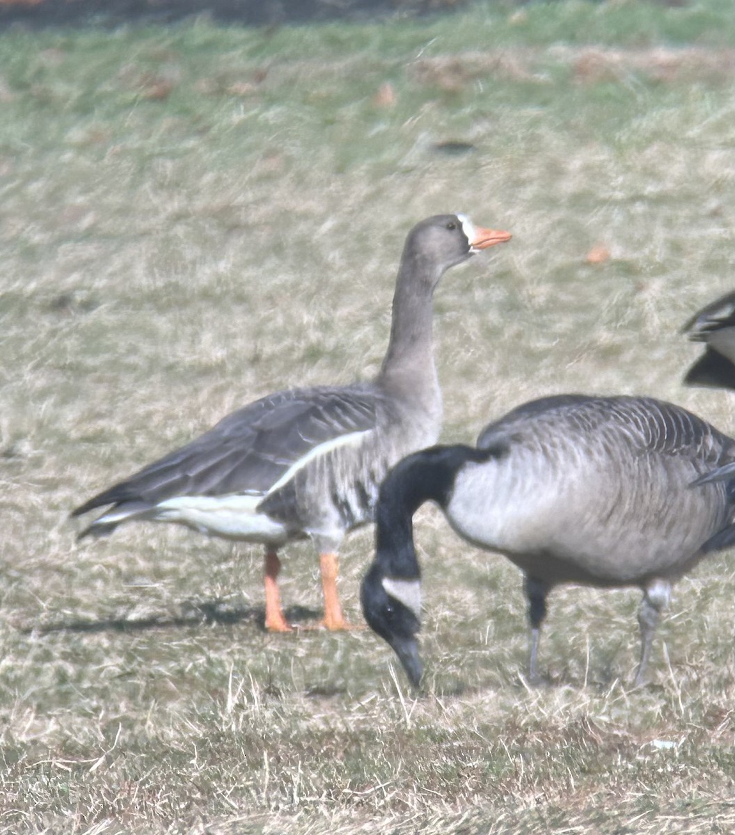 Greater White-fronted Goose - ML613043786