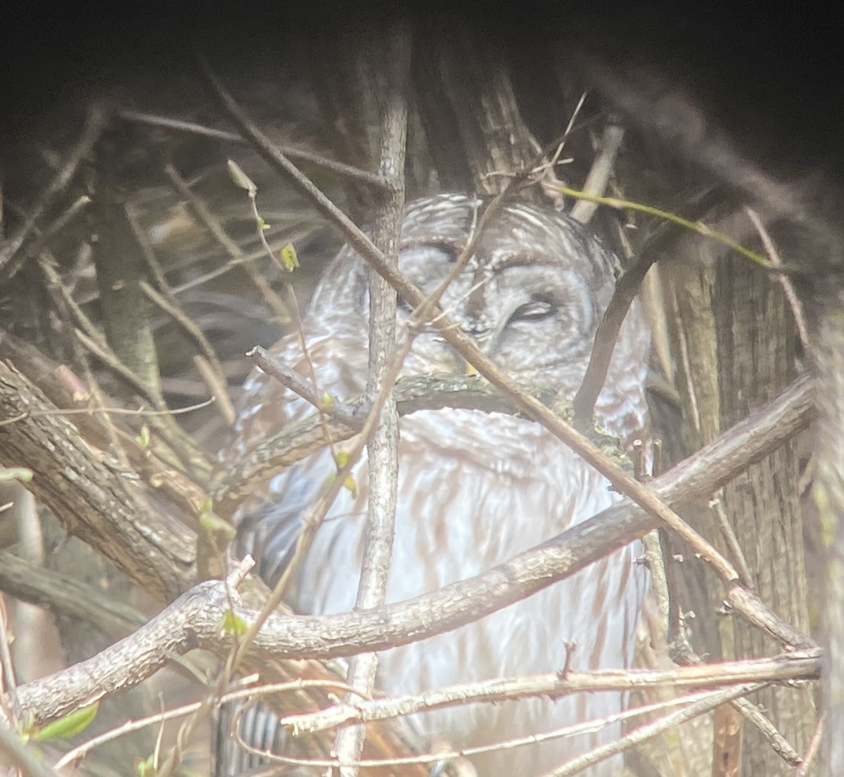 Barred Owl - ML613043817