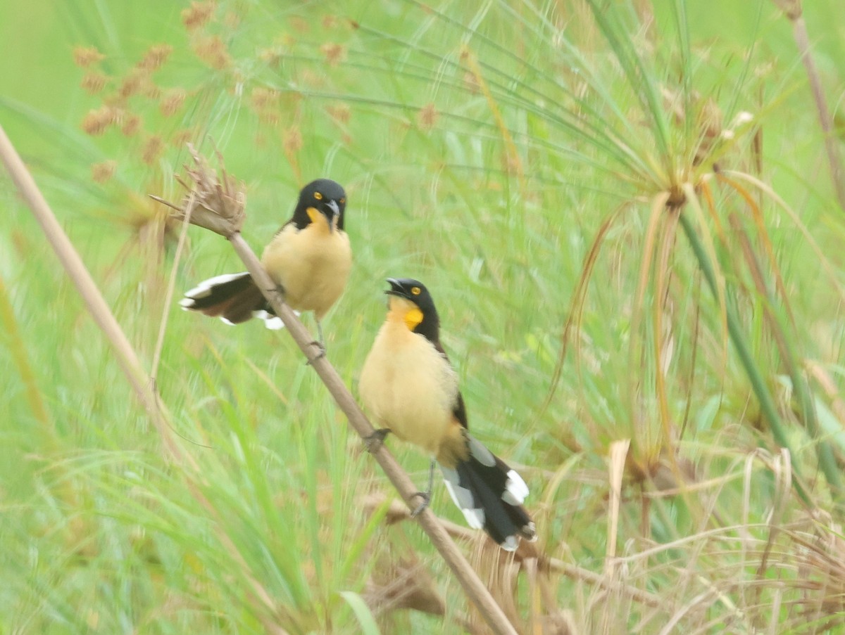 Black-capped Donacobius - ML613043825