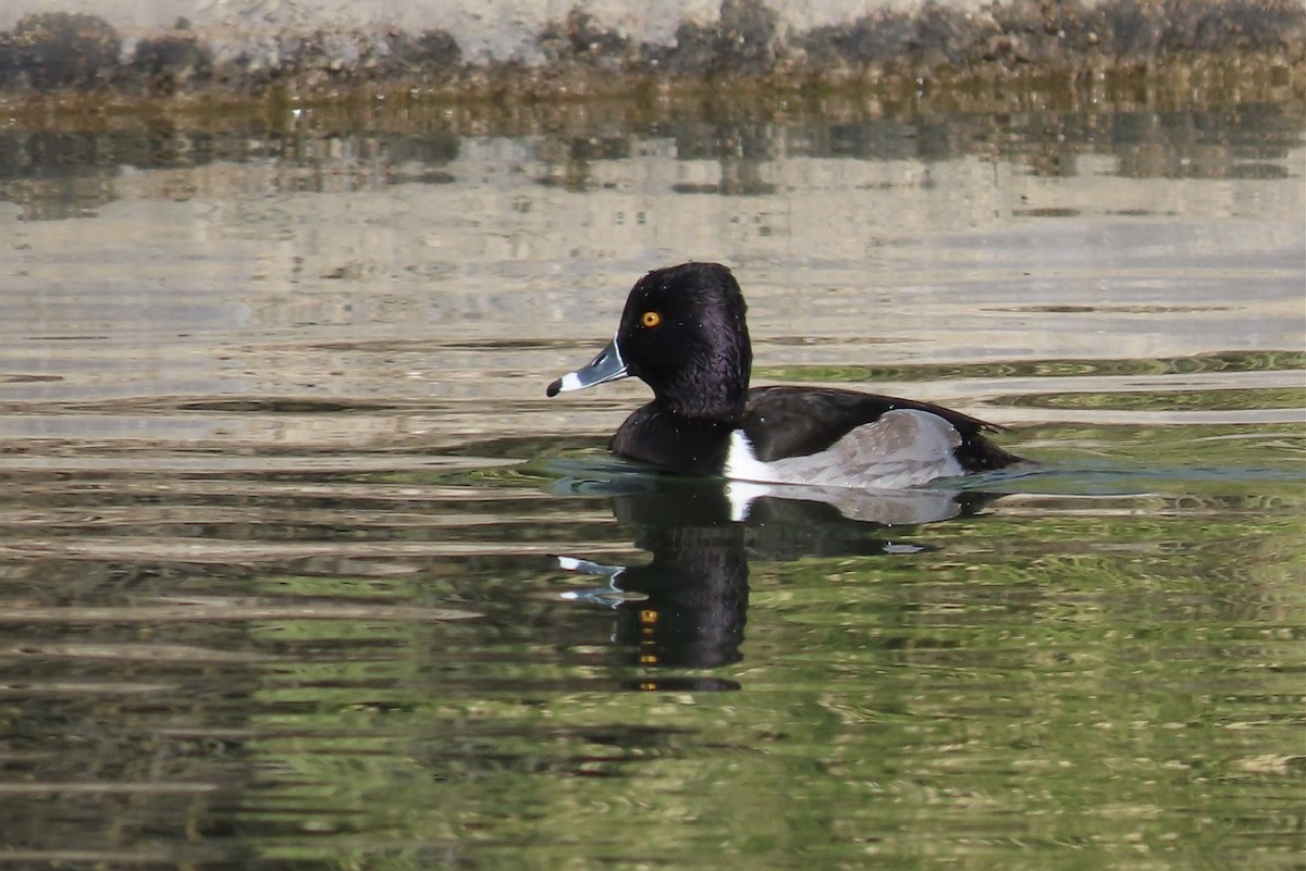 Ring-necked Duck - ML613043828