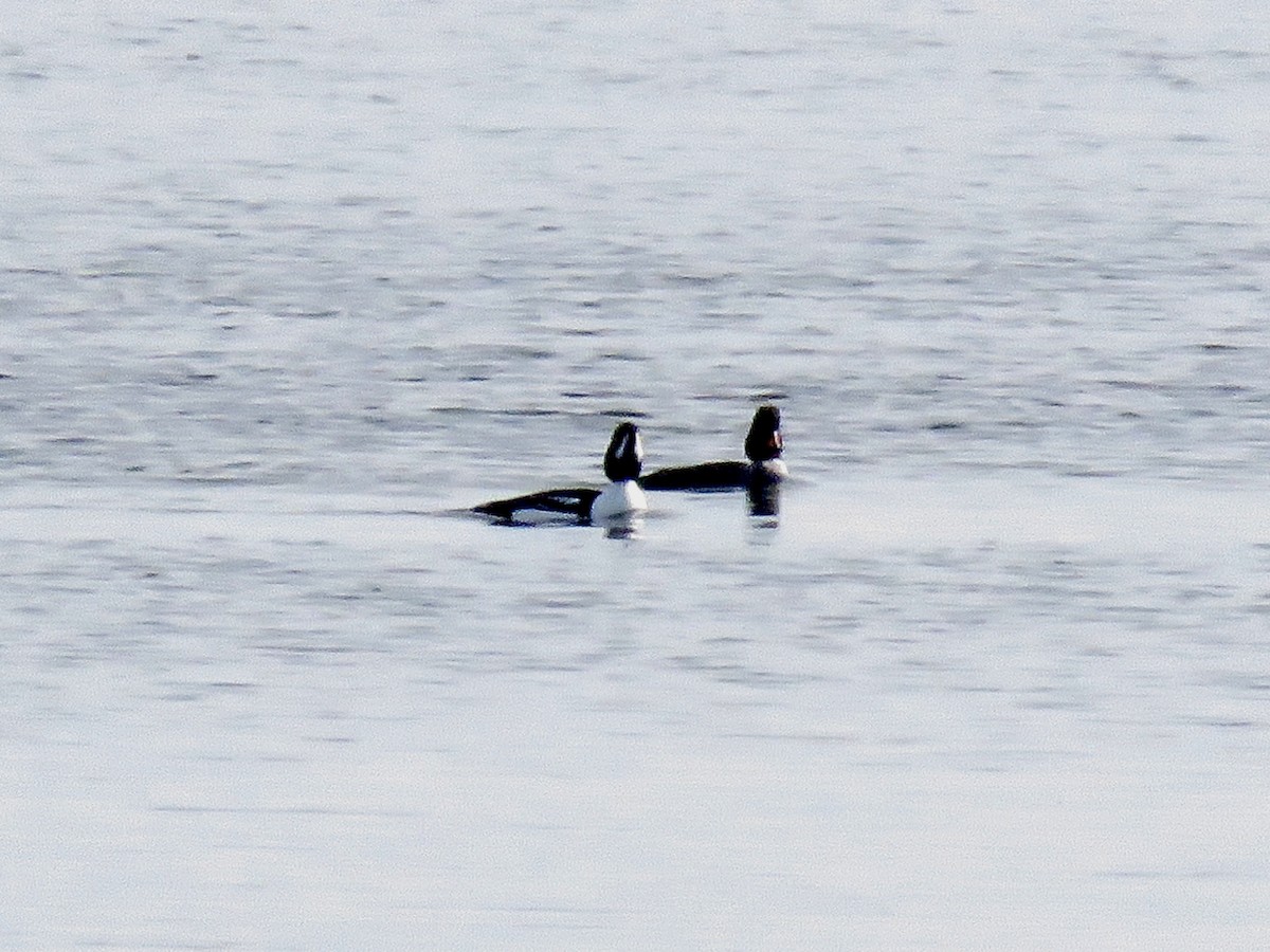 Barrow's Goldeneye - ML613043859