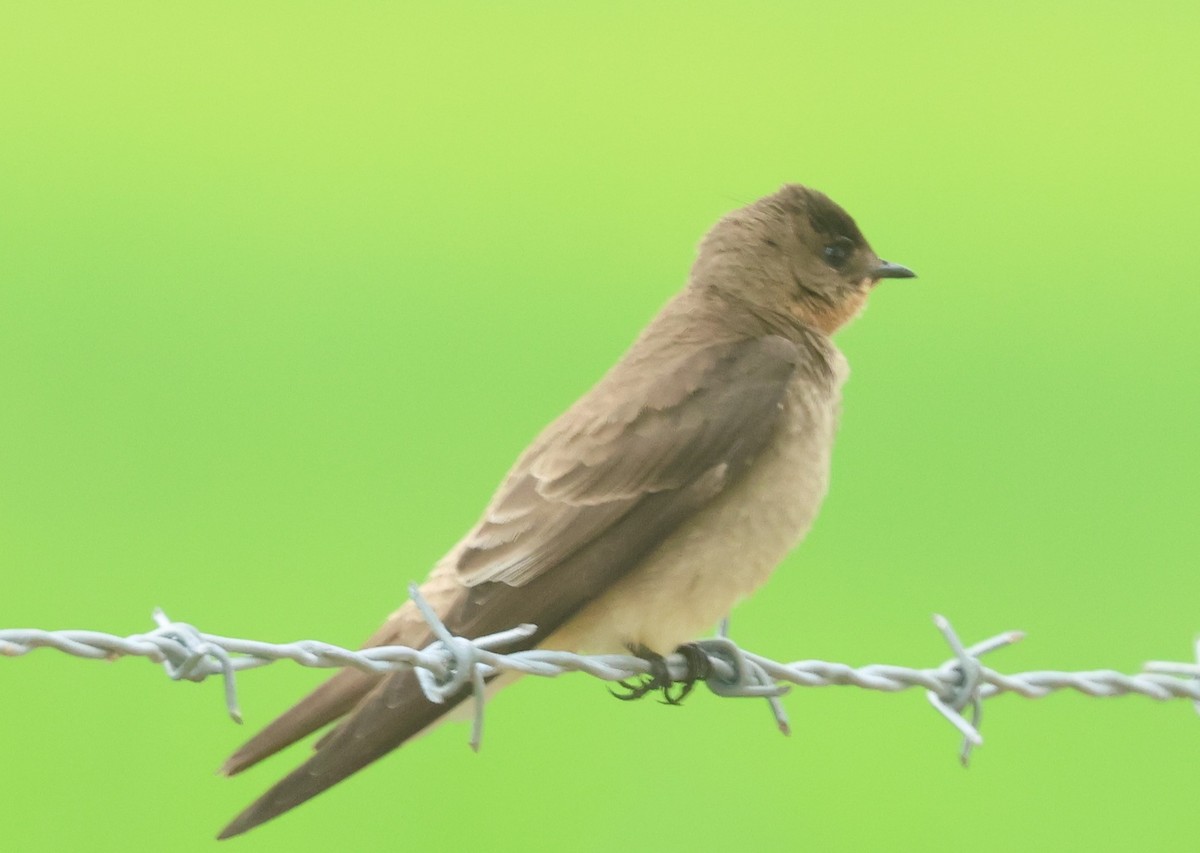 Golondrina Gorjirrufa - ML613043868