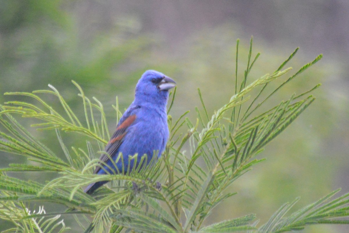 Blue Grosbeak - ML61304391