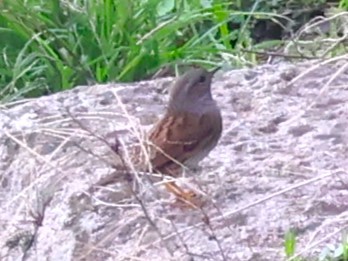 Dunnock - ML613043926