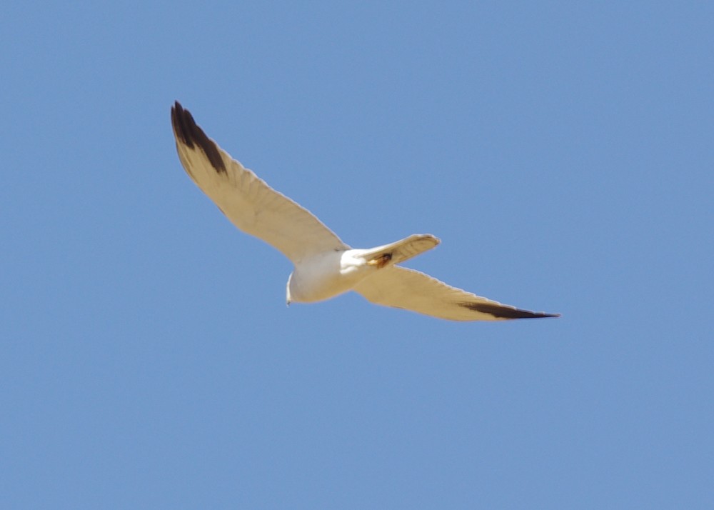 Pallid Harrier - Volkov Sergey