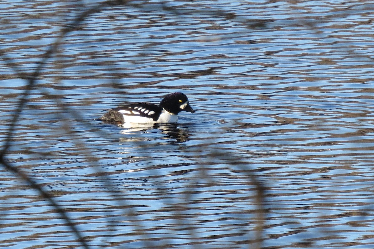 Barrow's Goldeneye - ML613044068