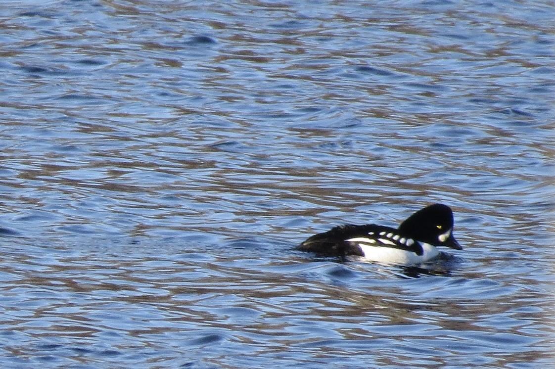 Barrow's Goldeneye - ML613044069