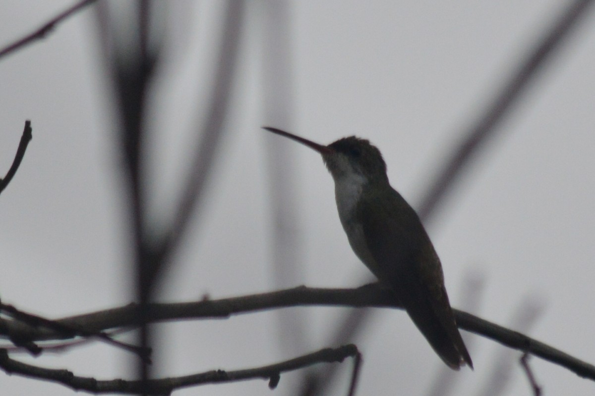 Green-fronted Hummingbird - ML61304411