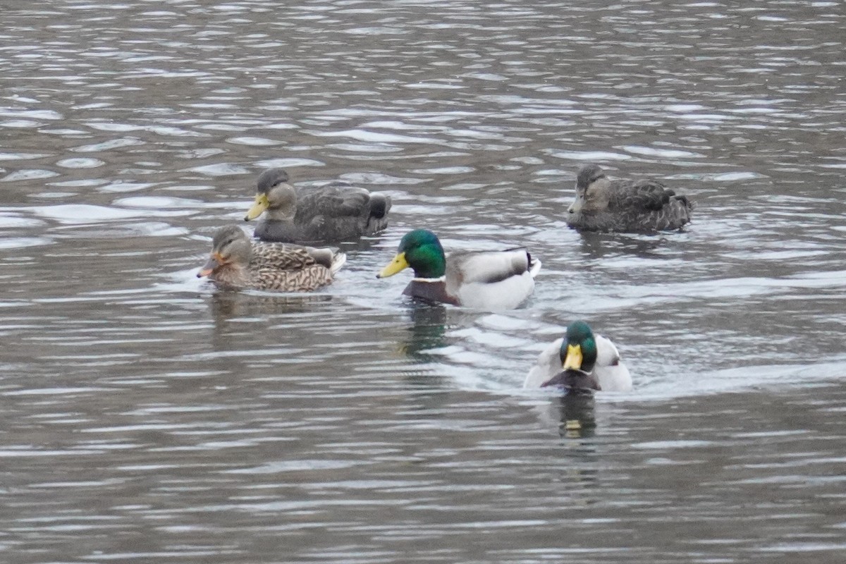 American Black Duck - ML613044178