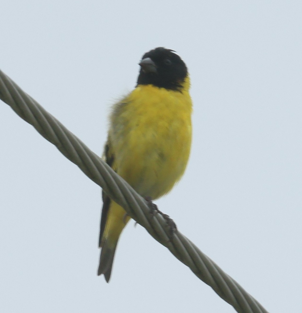 Hooded Siskin - Michael Clay