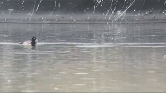 Ferruginous Duck - ML613044228