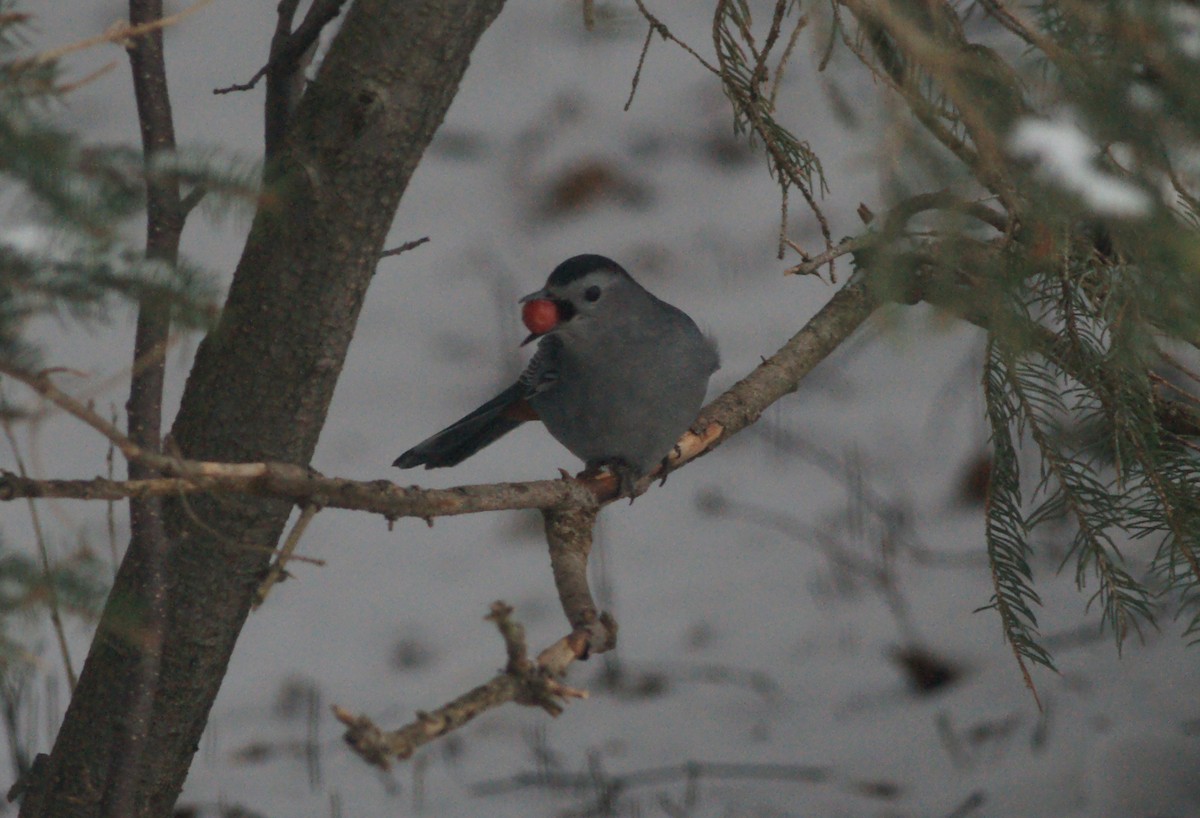 Gray Catbird - ML613044294