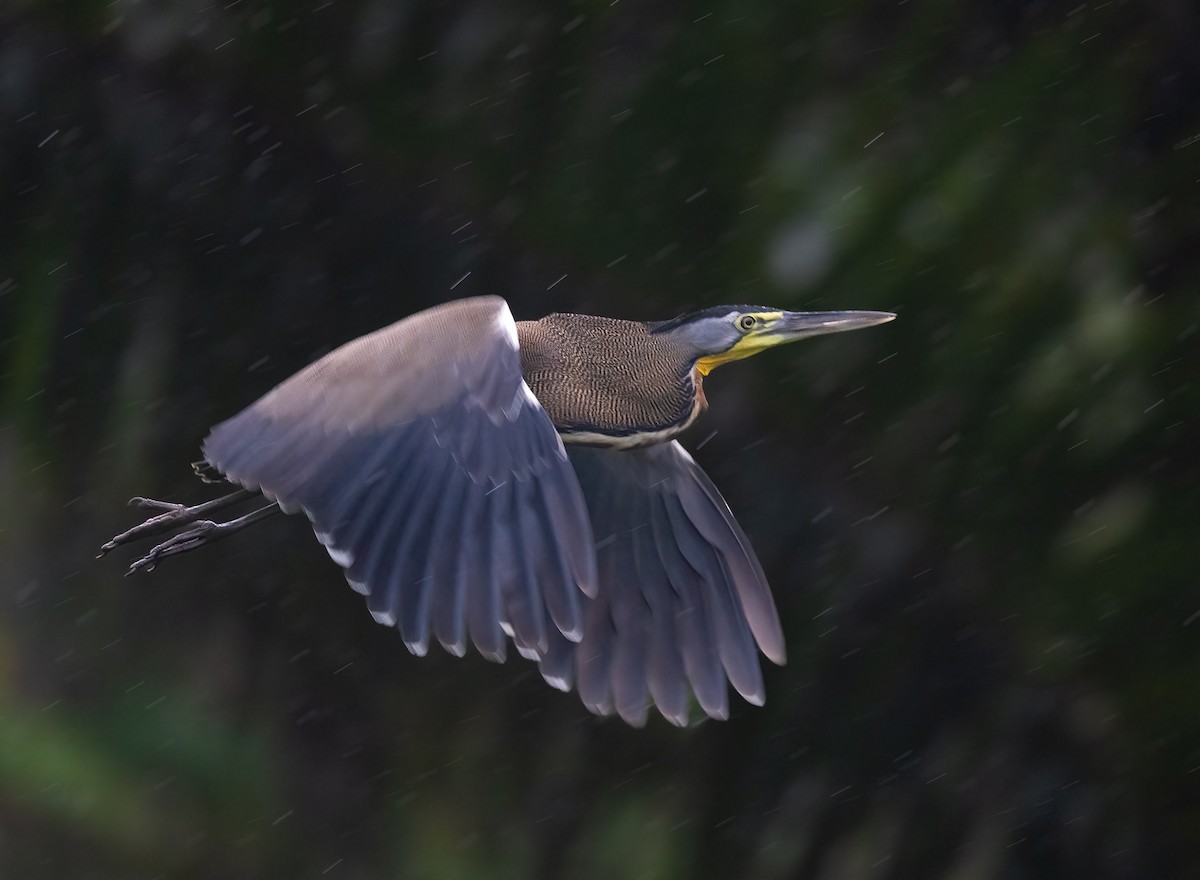 Bare-throated Tiger-Heron - ML613044499