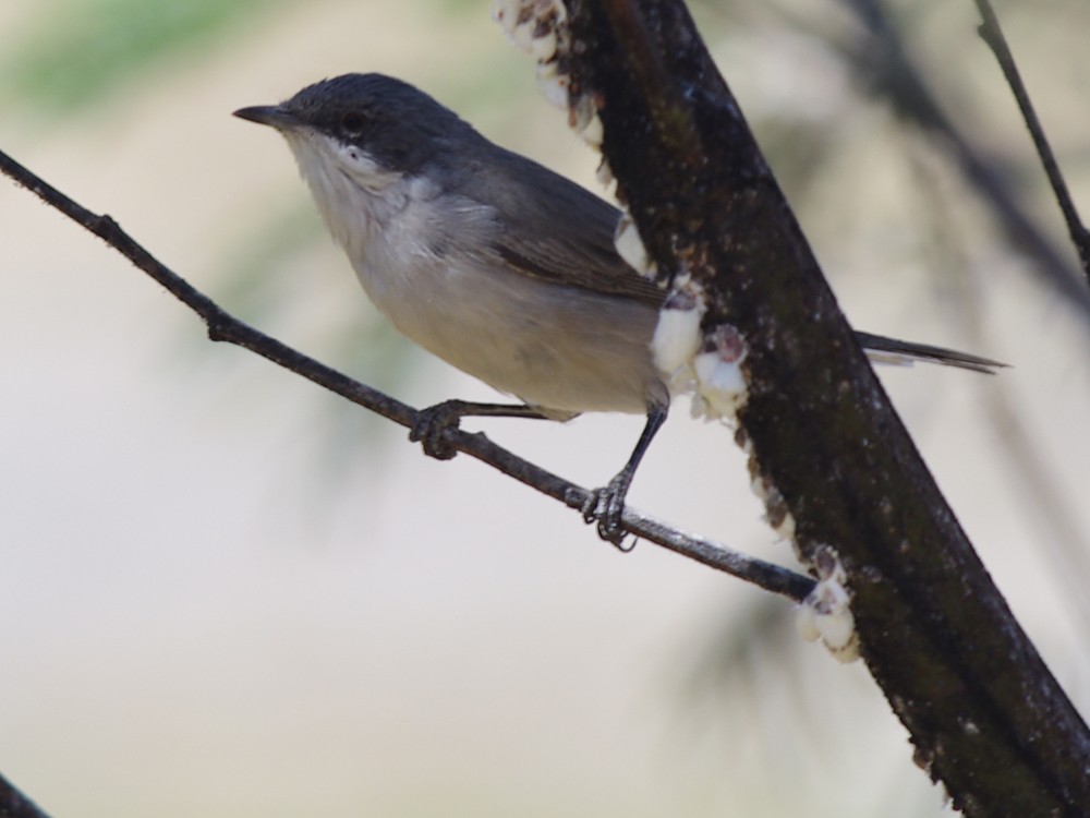 Curruca Zarcerilla - ML613044622