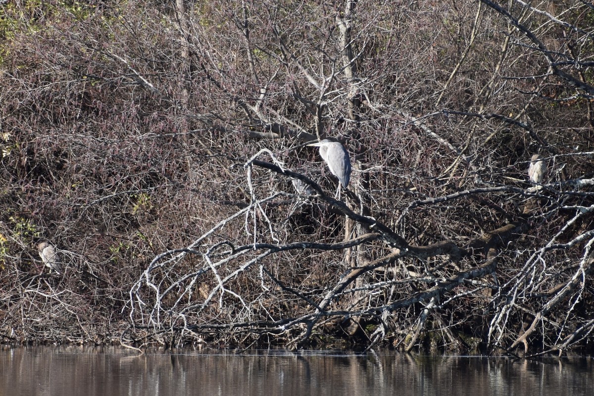 Garza Azulada - ML613044688