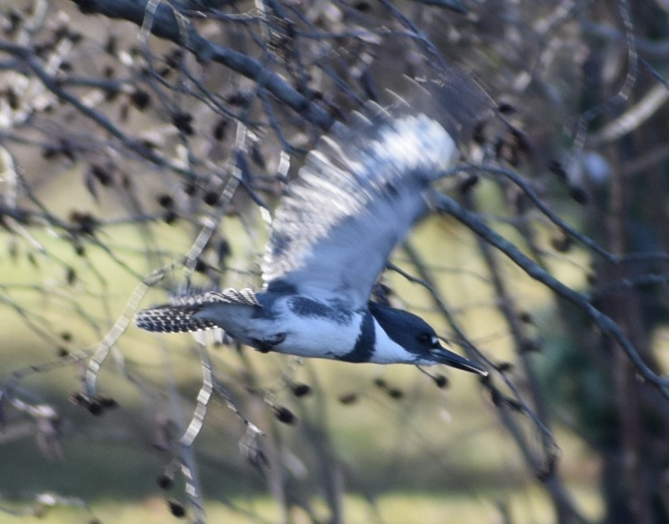 Belted Kingfisher - Neal Fitzsimmons