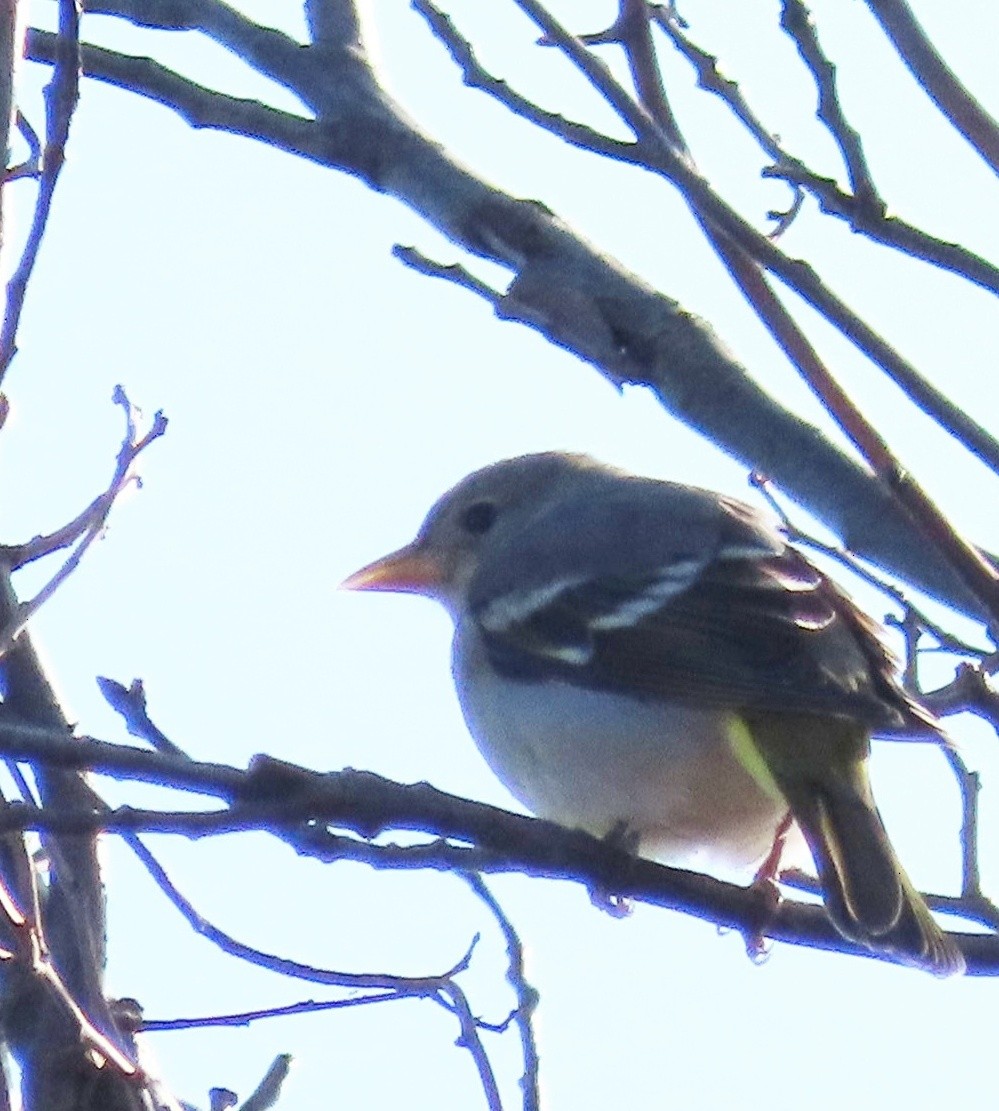 Western Tanager - ML613044732