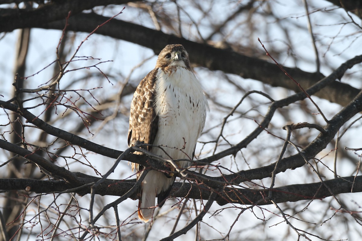 Red-tailed Hawk - ML613044804
