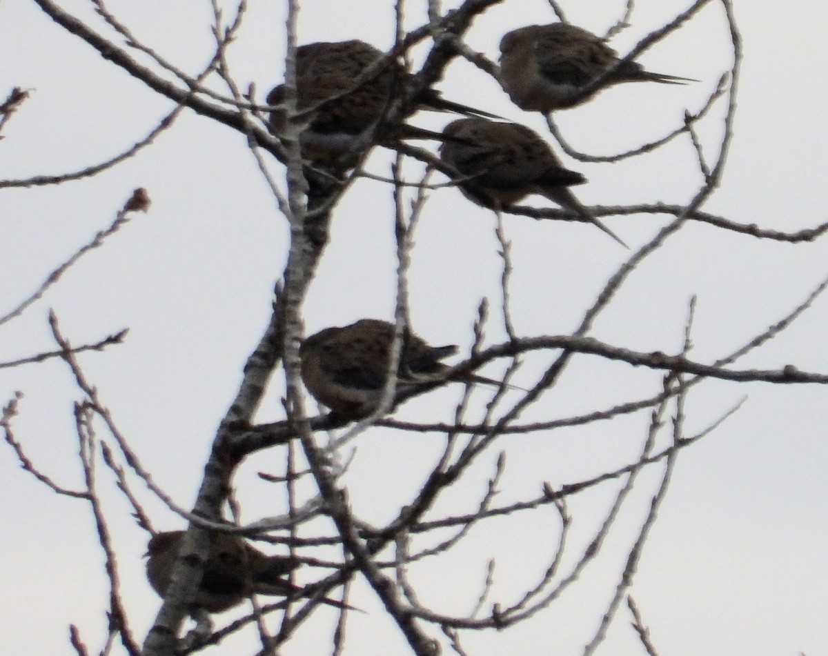 Mourning Dove - Eric R