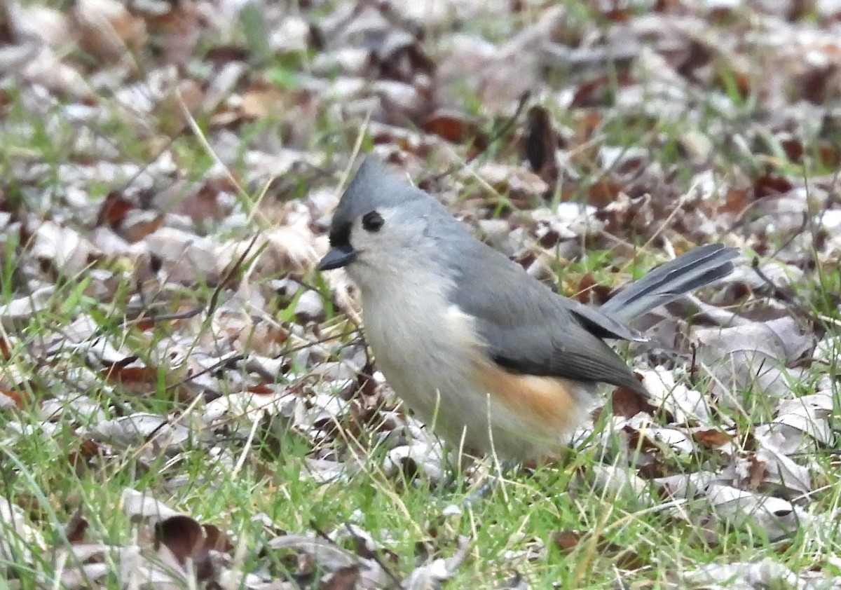 Tufted Titmouse - ML613044844