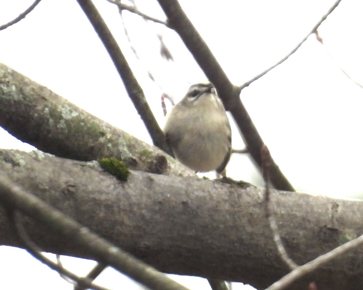 Golden-crowned Kinglet - Eunice Thein