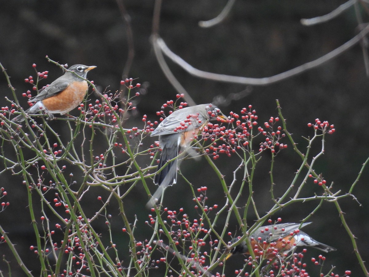 American Robin - ML613044863