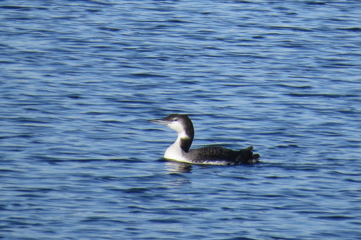 Plongeon huard - ML613044875