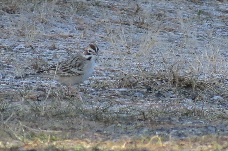 Lark Sparrow - ML613044883