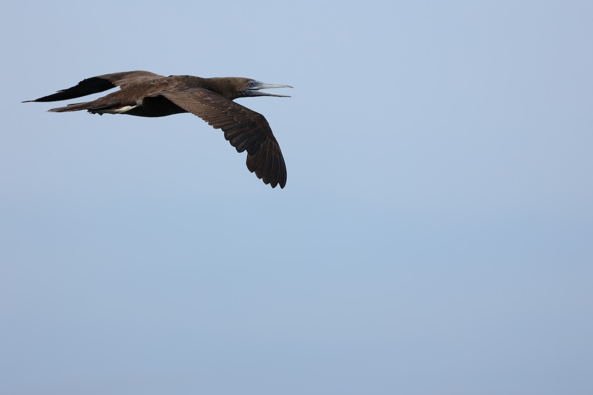 Brown/Cocos Booby - ML613044959