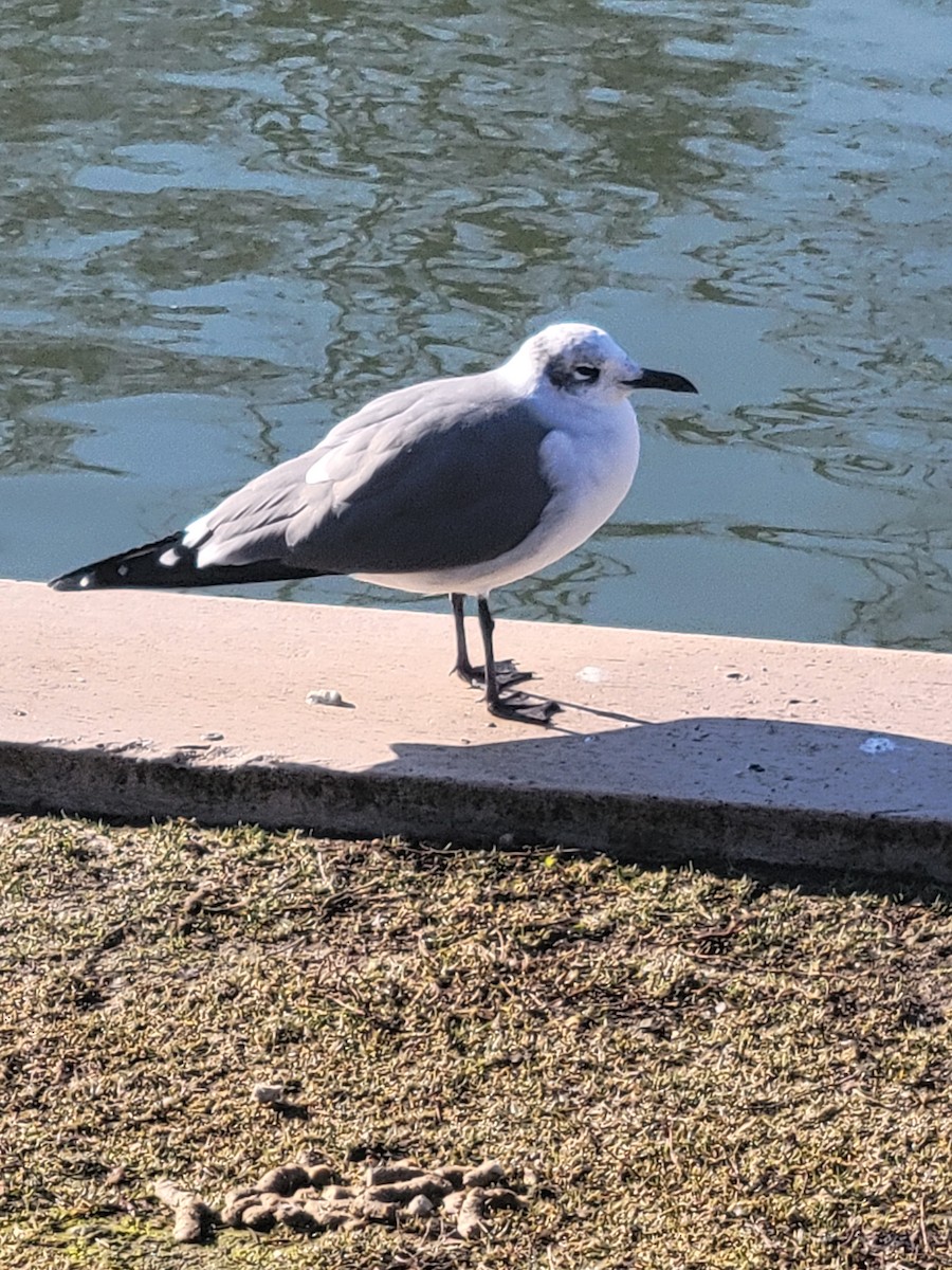 Laughing Gull - ML613044960