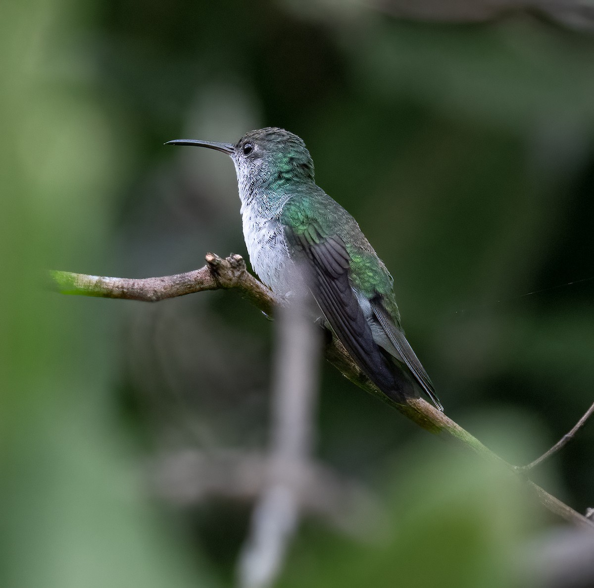 Mangrove Hummingbird - ML613044968