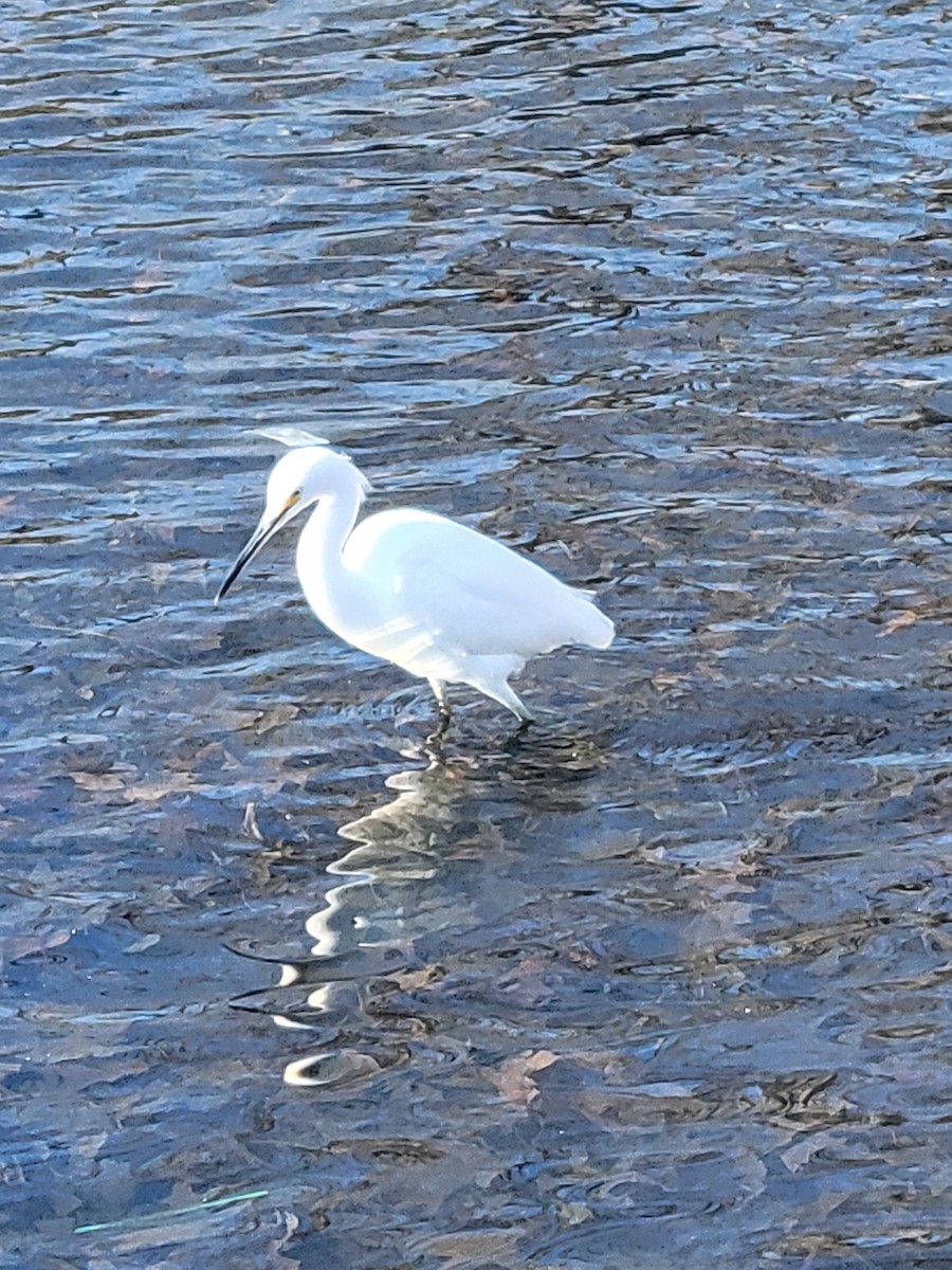 Snowy Egret - ML613044988