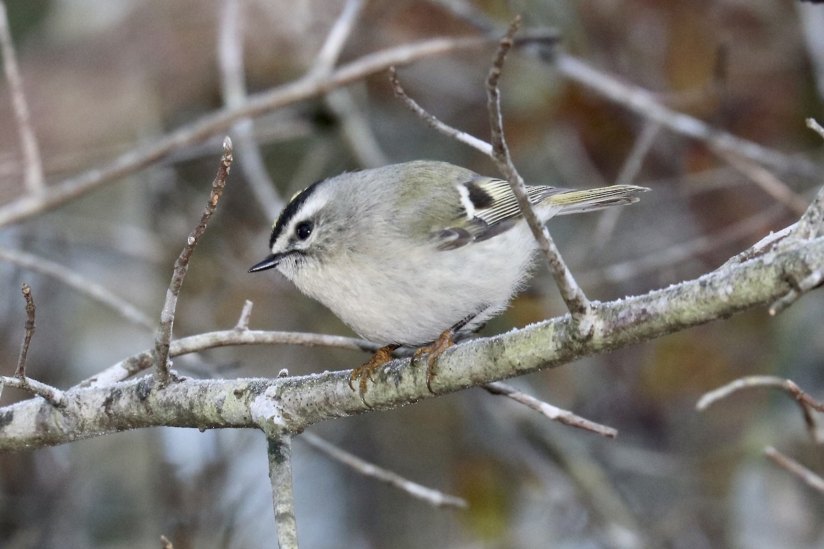 Golden-crowned Kinglet - ML613044998