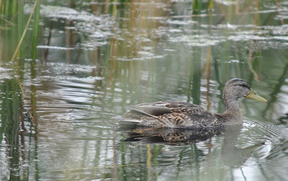 Mallard - Denis Fournier