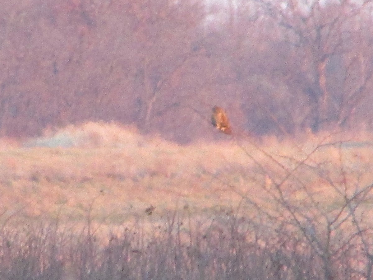 Short-eared Owl - Mark Rhodes